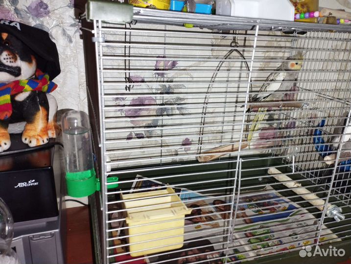 Попугай с клеткой