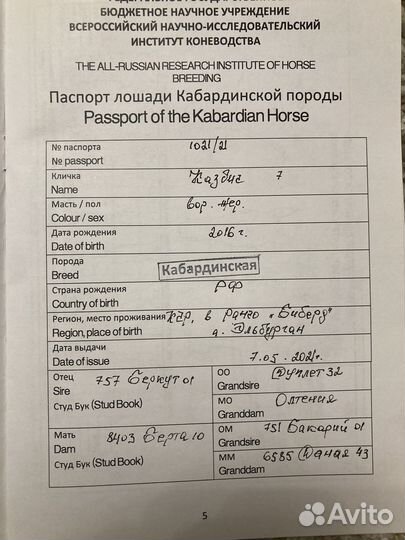 Лошадь кабардинской породы