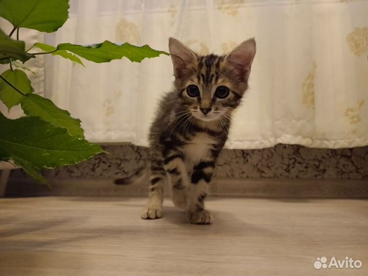 Отдадим котëнка в добрые руки