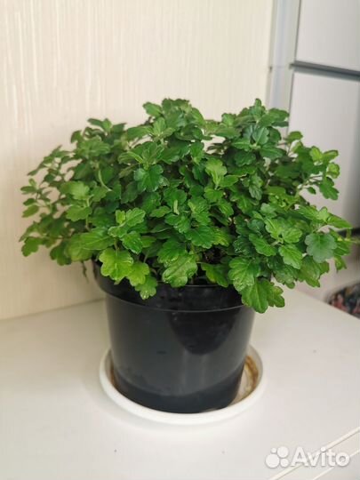 Маточники хризантемы-мультифлоры