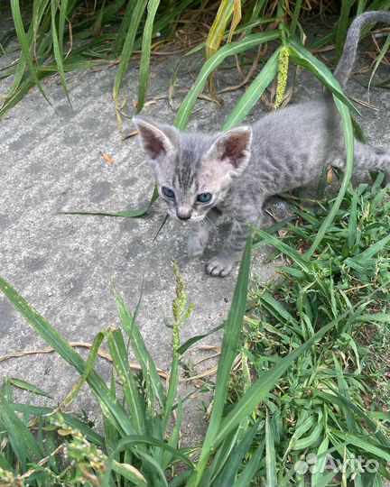 Котята девон-рекс девочка