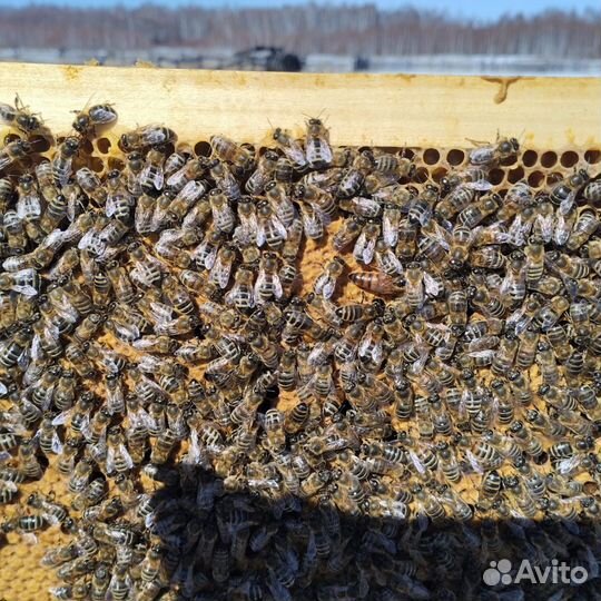 Пчелосемьи