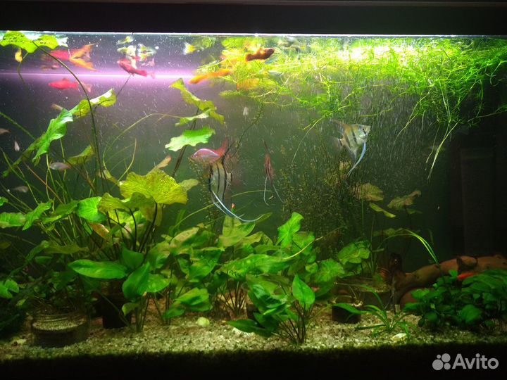 Аквариумные растения