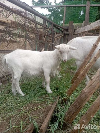 Козлята помесь чешской и зааненской породы