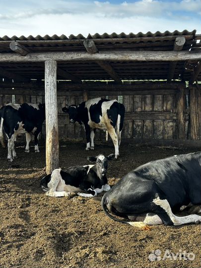 Коровы и телки