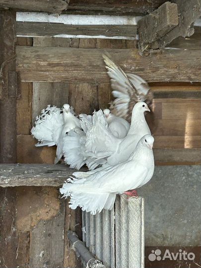 Продам голубей