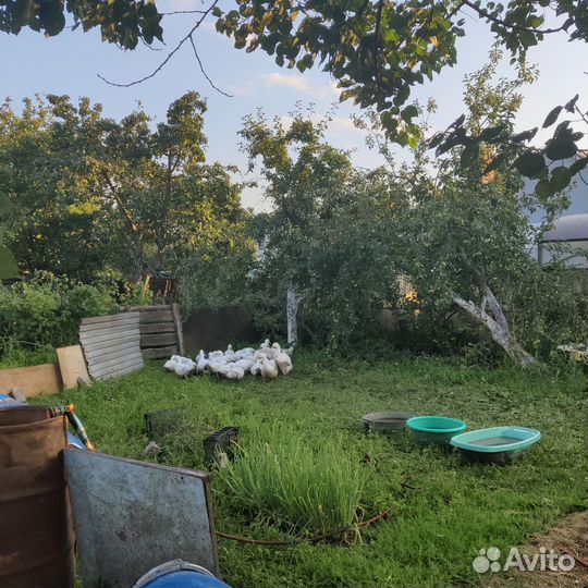 Утка домашняя мясо