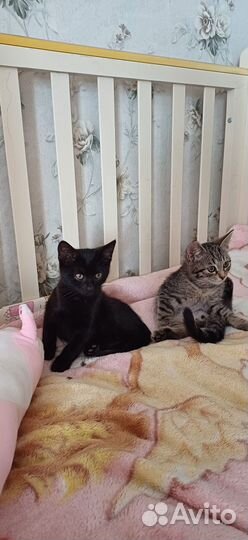 Котята в добрые руки даром