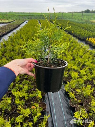 Можжевельник туи кустарники только опт