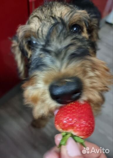 Щенки эрдельтерьера