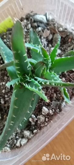 Крассула.Алоэ.Санса.Агава.Гастерия.Рипсалис.Хаворт