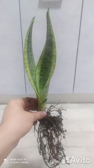 Сансевиерия