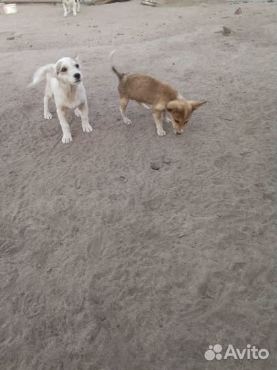 Кошечки и коты,щенки,собака в добрые руки