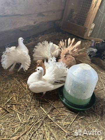 Продажа красивых голубей