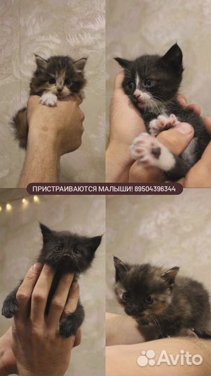 Котята в добрые руки