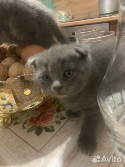 Котята шотландские