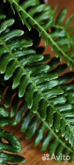 Папоротник блехнум спикант