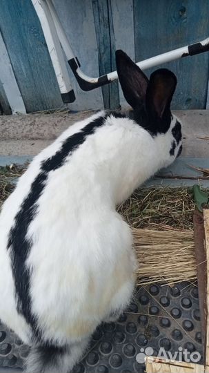 Кролики мясных пород