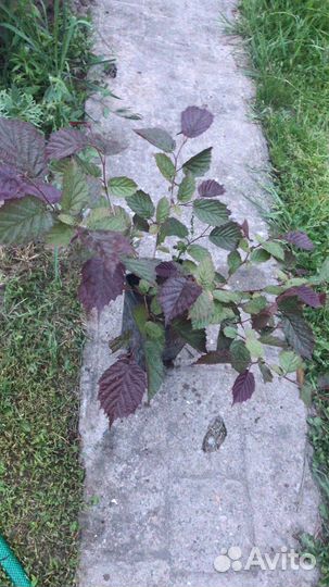 Фундук краснолистный