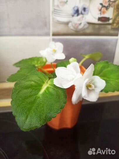 Фиалка Мадонна белая с girl-листвой