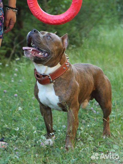 Американский булли (вязка)