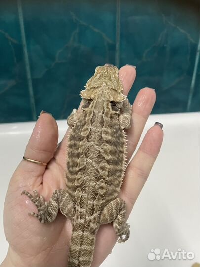 Бородатая агама лезербек гет зеро малыши
