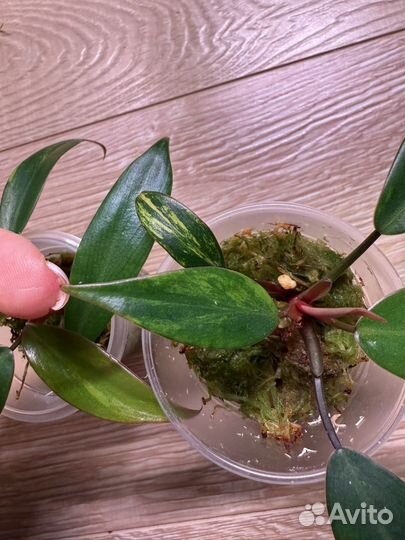 Филодендрон