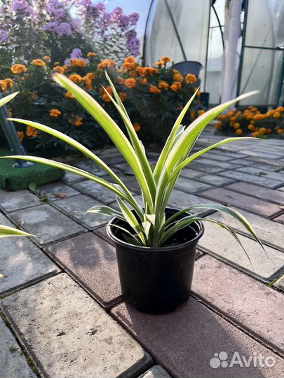 Хлорофитум