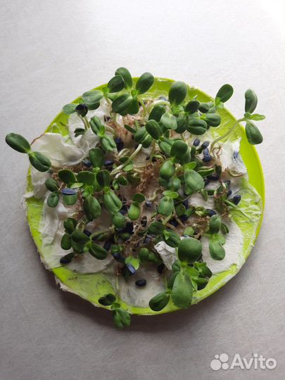 Семена подсолнечника неома