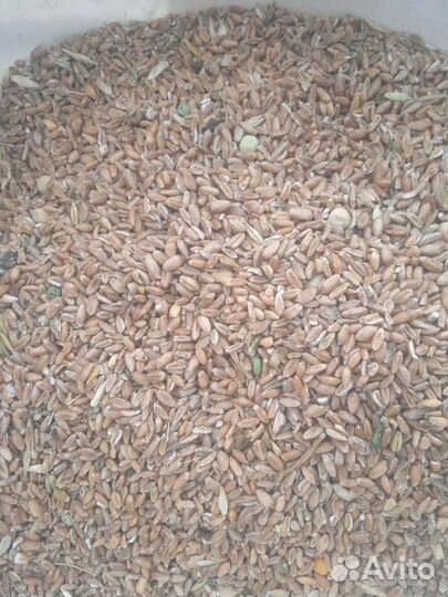 Ячмень пшеница