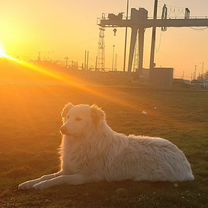 Белая швейцарская овчарка, щенок