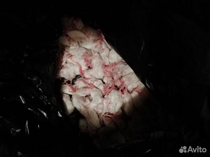 Кормовые мыши, крысы, цыплята, перепелки, кролики