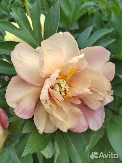 Пион joanna marlene