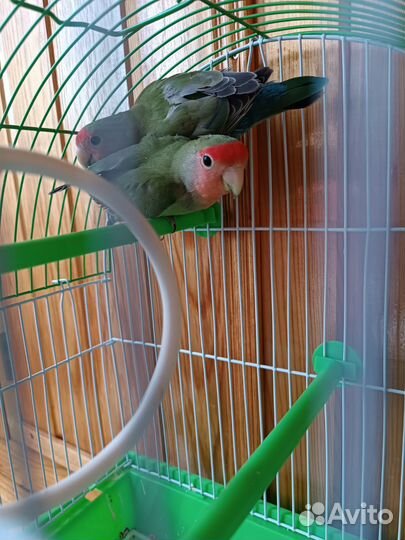 Попугай неразлучники с клеткой