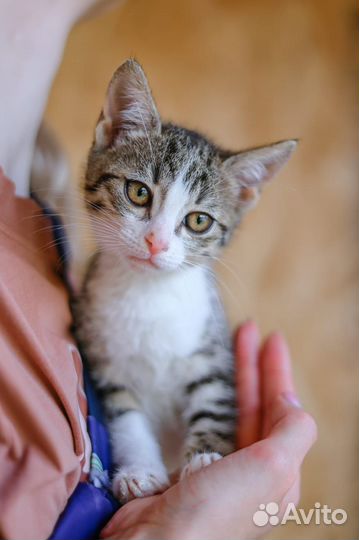 Маленький кошачий ребенок в приюте Некрасовка
