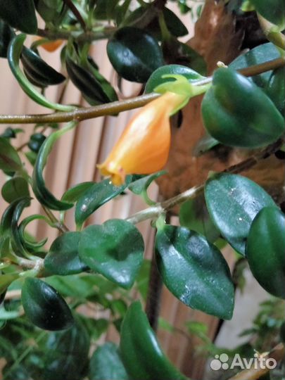 Нематантус 