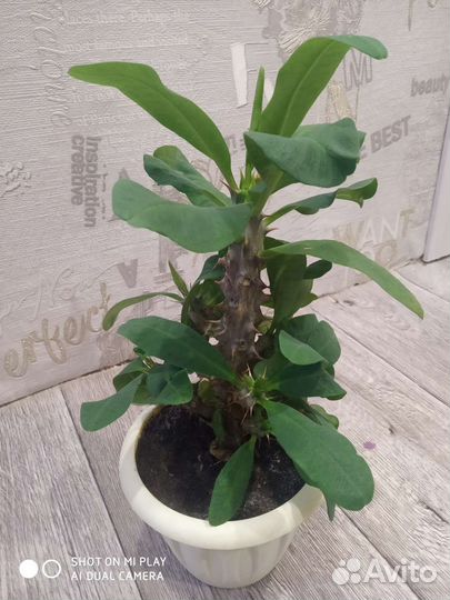 Молочай миля