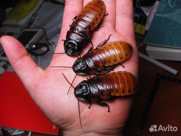 Мадагаскарский шипящий таракан