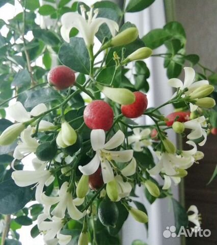 Цветок японских императоров