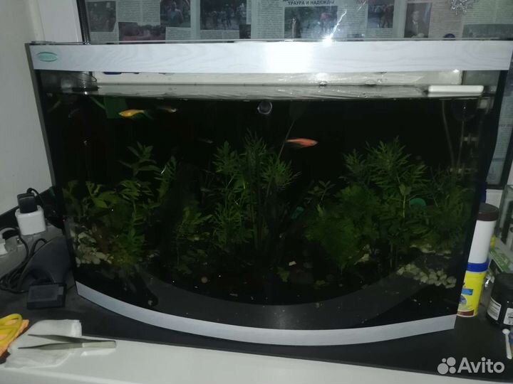 Креветки. Фильтр внешний. Аквариум