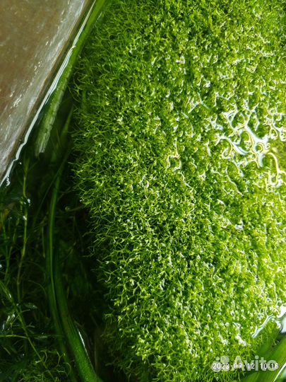 Аквариумные растения