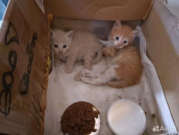 Котятки сиротки