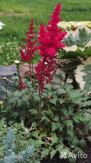 Астильбы. Многолетники