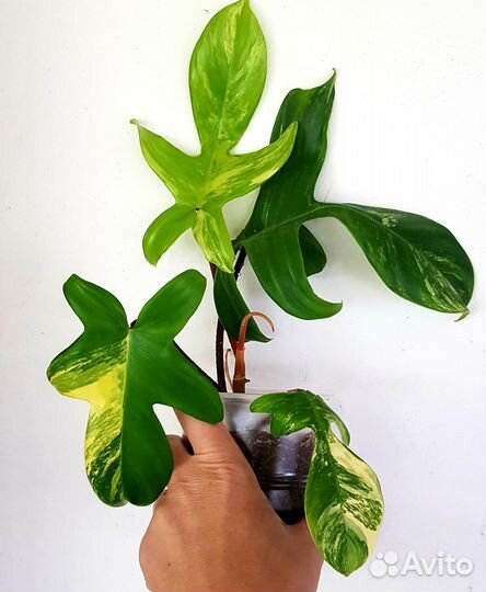 Филодендрон Magic Mask
