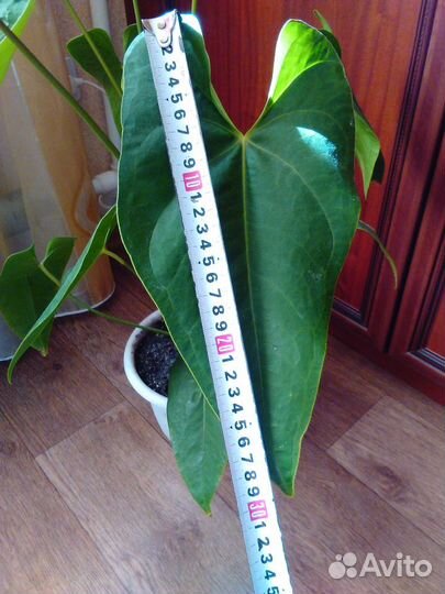 Антуриум Андрэ