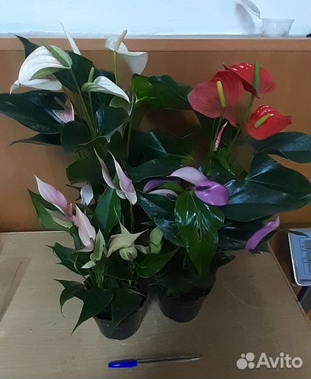 Антуриумы подарок