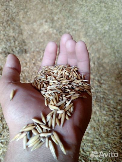 Зерно сухое