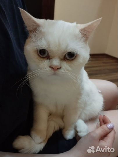Персидский кот