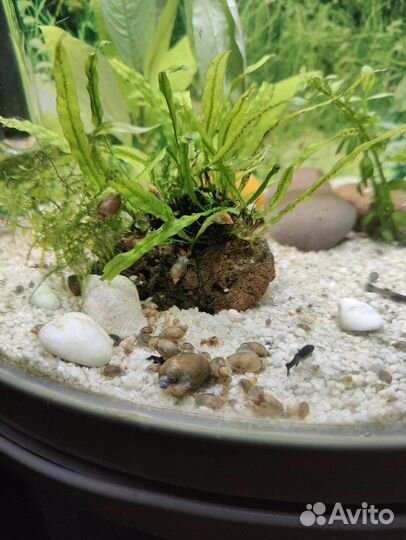 Улитка Покемон