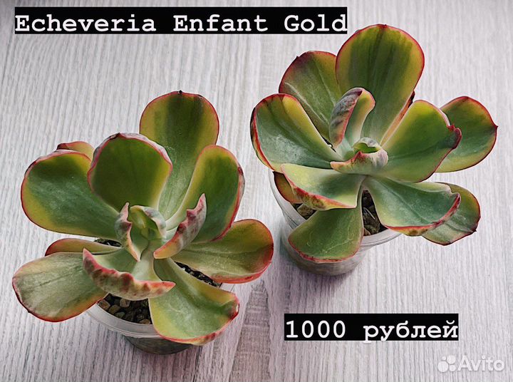 Суккуленты. Эхеверии